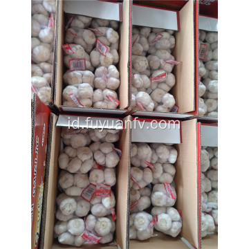 5,5cm bawang putih putih normal